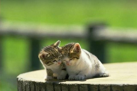 星座爱情 星座爱情