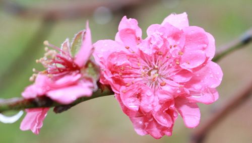 星座桃花运 星座桃花运