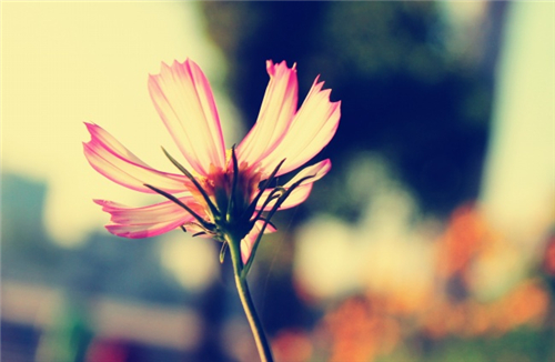 2016年啥星座运势即将好转