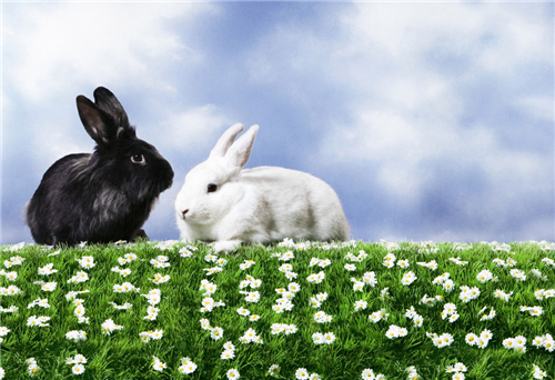 12星座表白的禁忌 12星座表白的禁忌