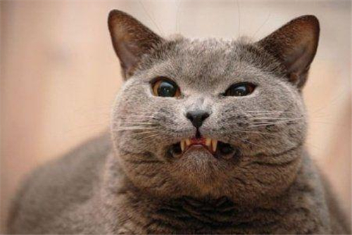 12星座男发飙的样子 12星座男发飙的样子