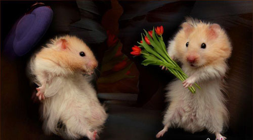 对爱难以表白的星座 对爱难以表白的星座