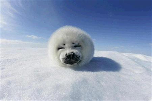 啥恋爱星座擅长冬眠式 啥恋爱星座擅长冬眠式