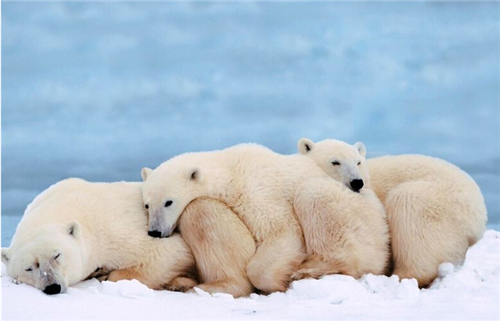 啥恋爱星座擅长冬眠式 啥恋爱星座擅长冬眠式