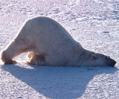 啥恋爱星座擅长冬眠式 啥恋爱星座擅长冬眠式