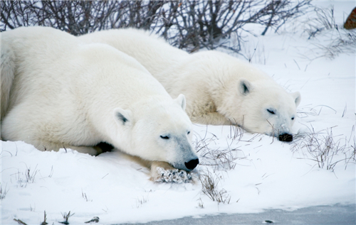 啥恋爱星座擅长冬眠式 啥恋爱星座擅长冬眠式