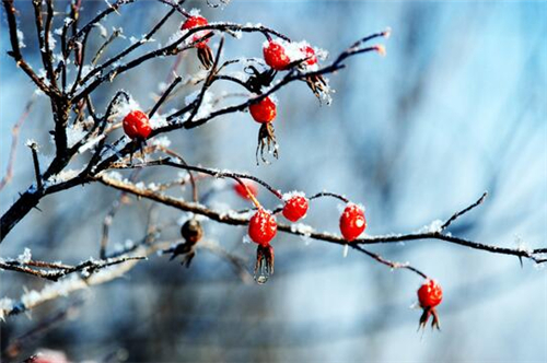 冬季财运旺的星座排行 冬季财运旺的星座排行