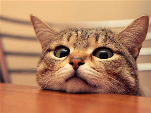 从月亮星座窥探的眼神 从月亮星座窥探的眼神