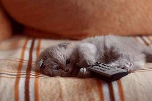 天秤座的惰性来源 天秤座的惰性来源