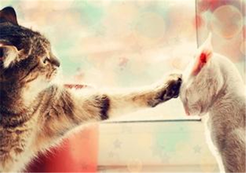 如何降服12星座花心男 如何降服12星座花心男