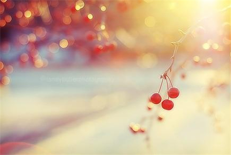 2016年狮子座12个月运势 2016年狮子座12个月运势